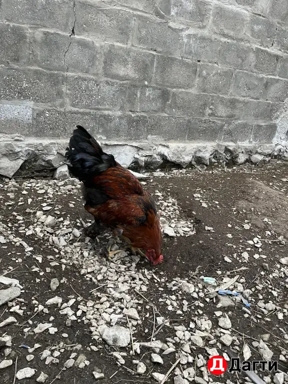 бойцовые куры