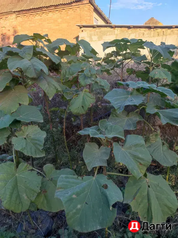 саженцы павловнии