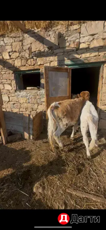 телята тёлки