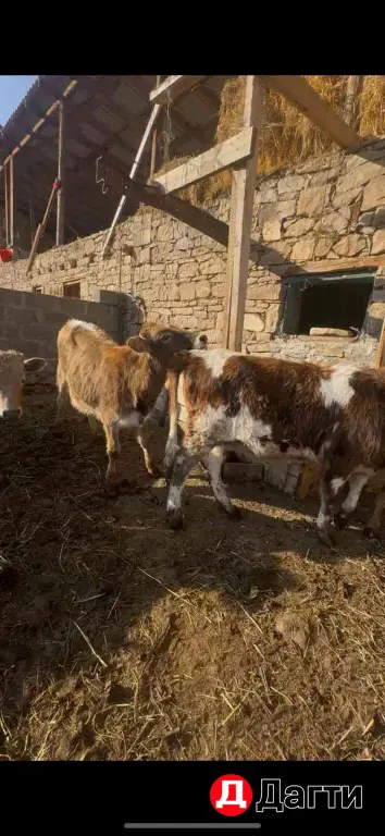 телята тёлки