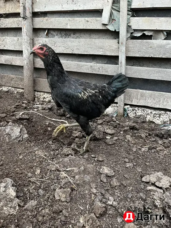 бойцовые куры