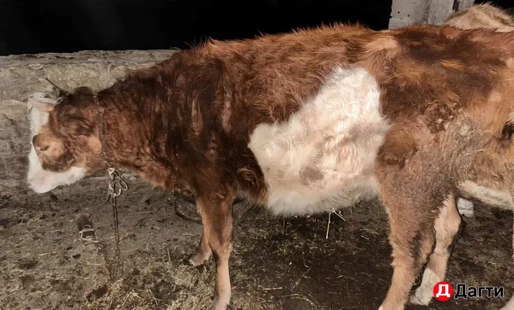 телка 2 года