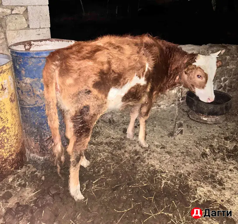 телка 2 года