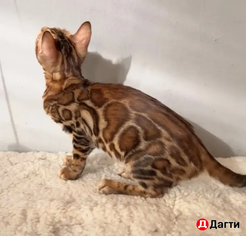 БЕНГАЛЬСКИЕ КОТЯТА