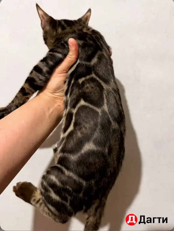 БЕНГАЛЬСКИЕ КОТЯТА