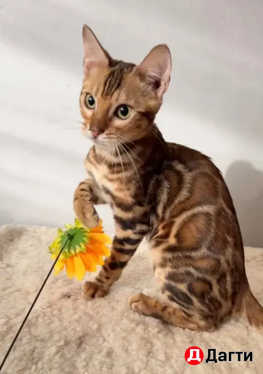 БЕНГАЛЬСКИЕ КОТЯТА