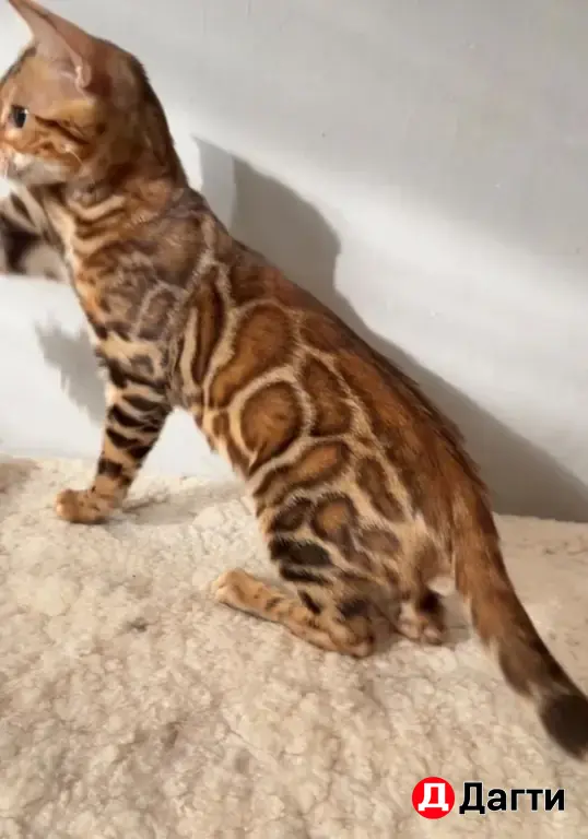 БЕНГАЛЬСКИЕ КОТЯТА