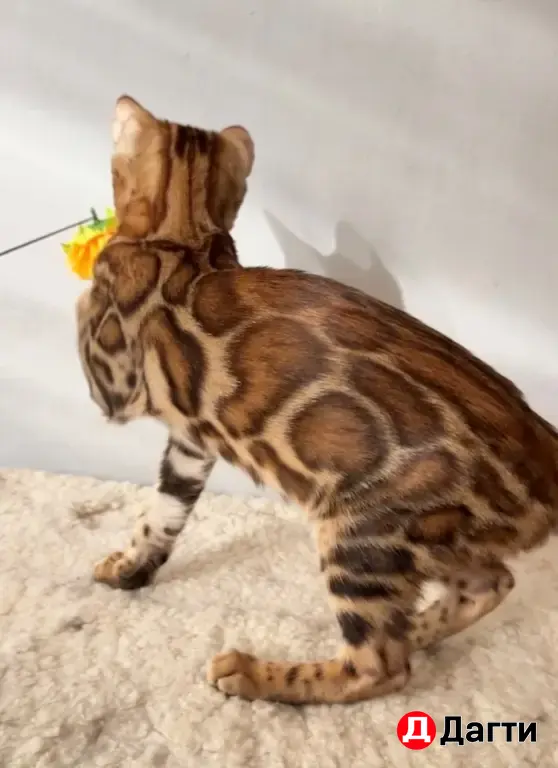 БЕНГАЛЬСКИЕ КОТЯТА