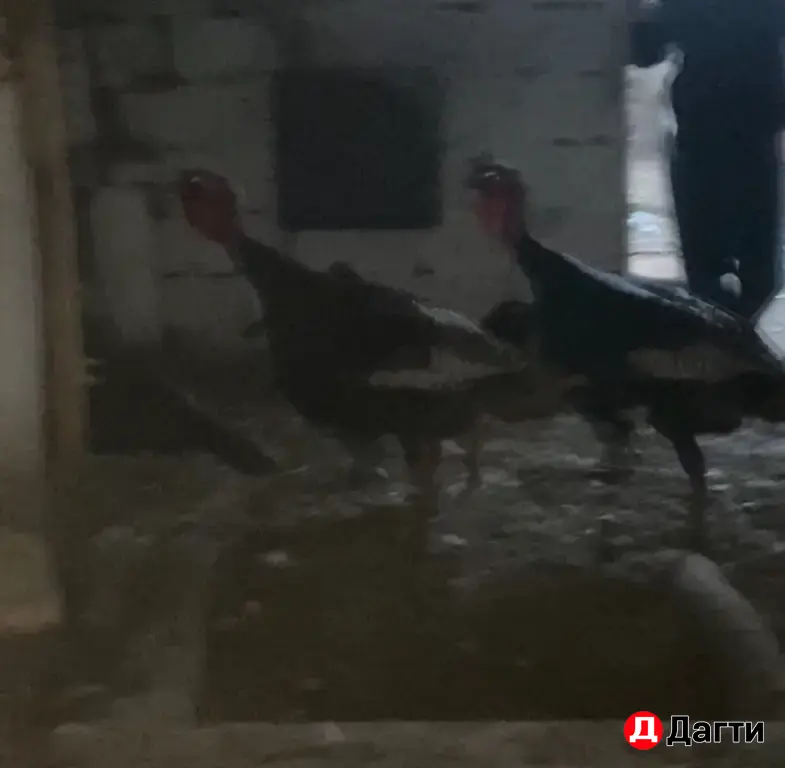 индюк северно кавказский