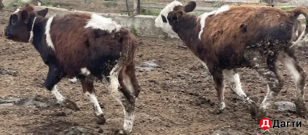 телята 7месяцев