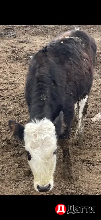 телята 7месяцев