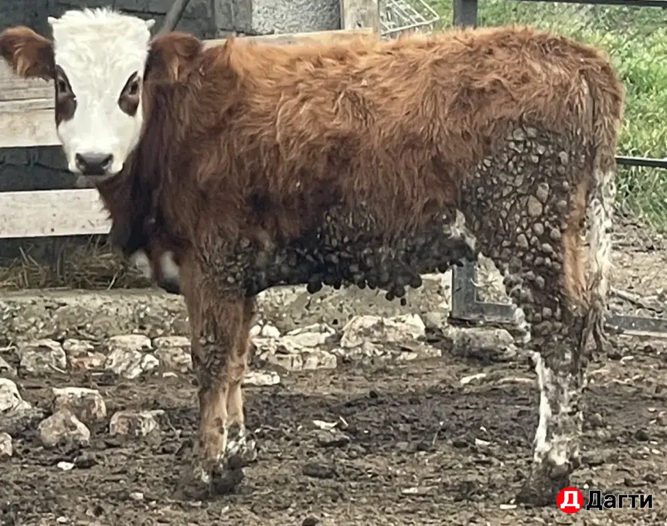 телята 7месяцев