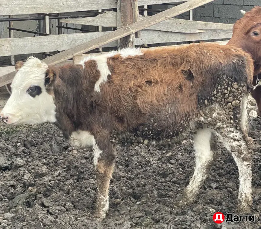 телята 7месяцев