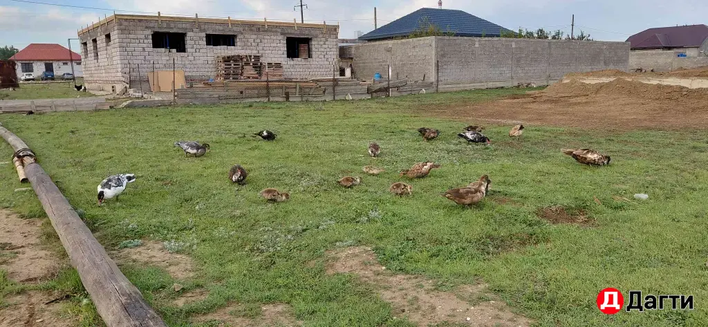 Индоутки красный бык, вес 4 4,5 кг