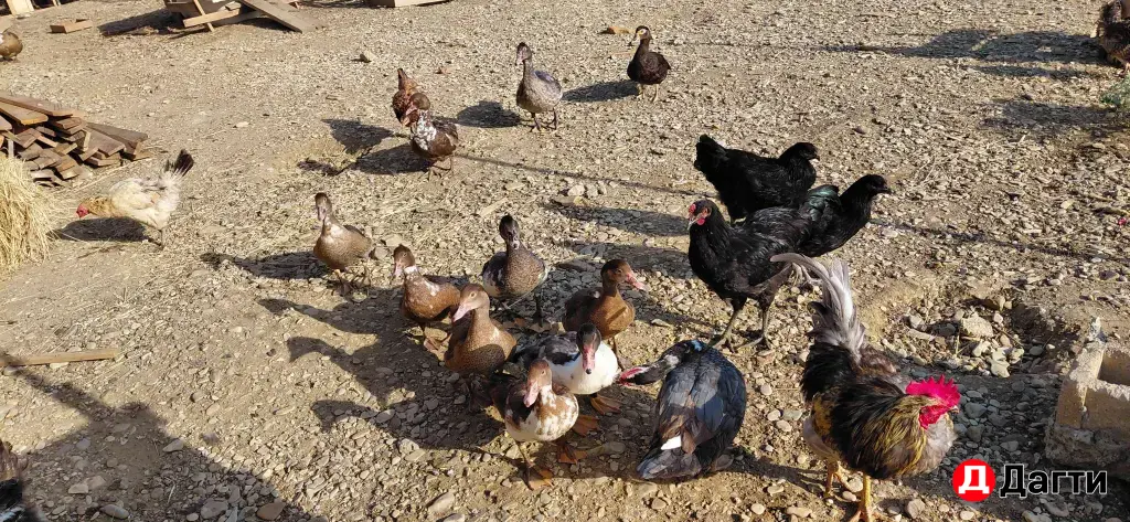 Индоутки красный бык, вес 4 4,5 кг