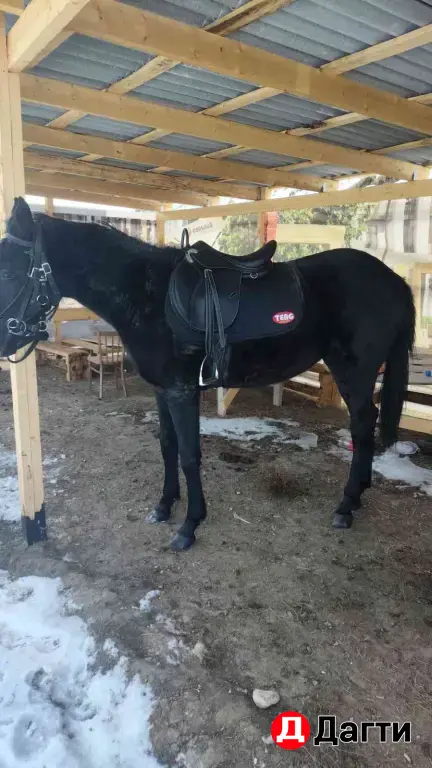 жеребец Карачай