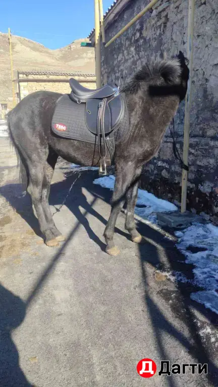 жеребец Карачай