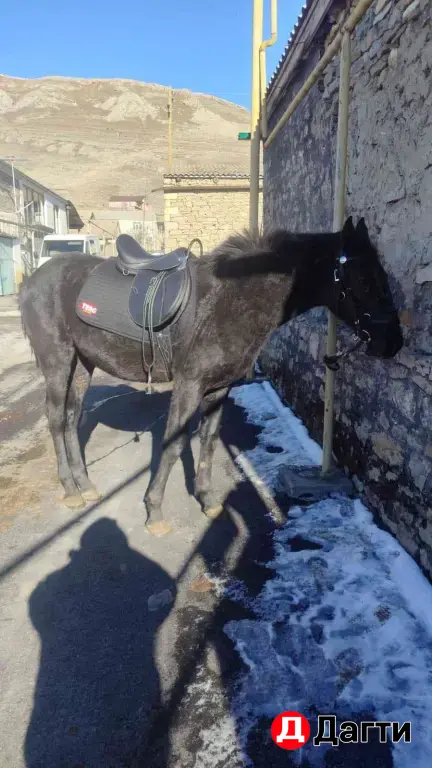 жеребец Карачай