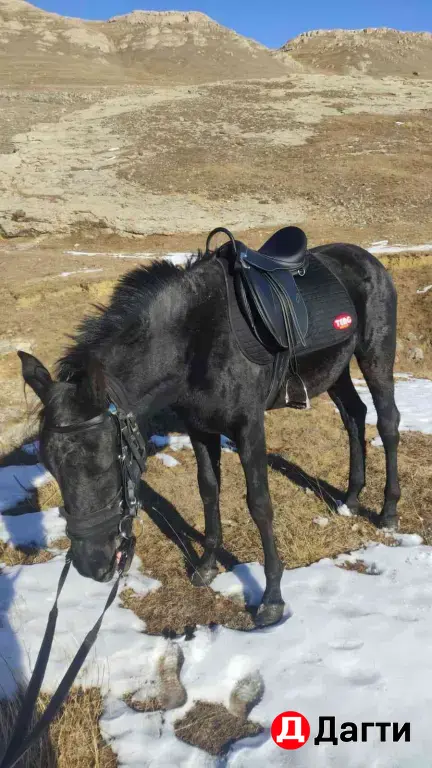 жеребец Карачай