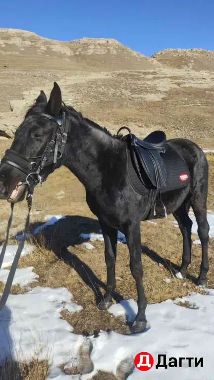 жеребец Карачай