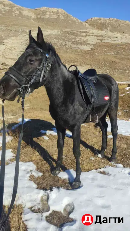 жеребец Карачай