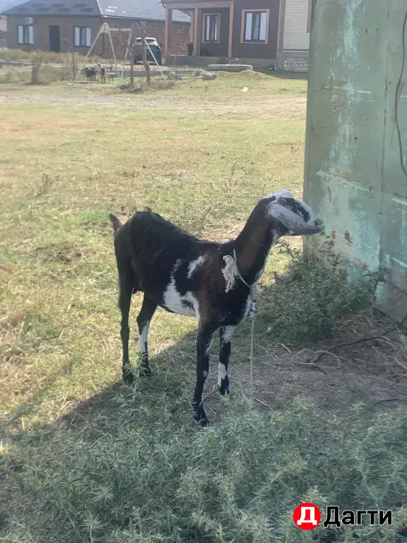 Нубийские козы