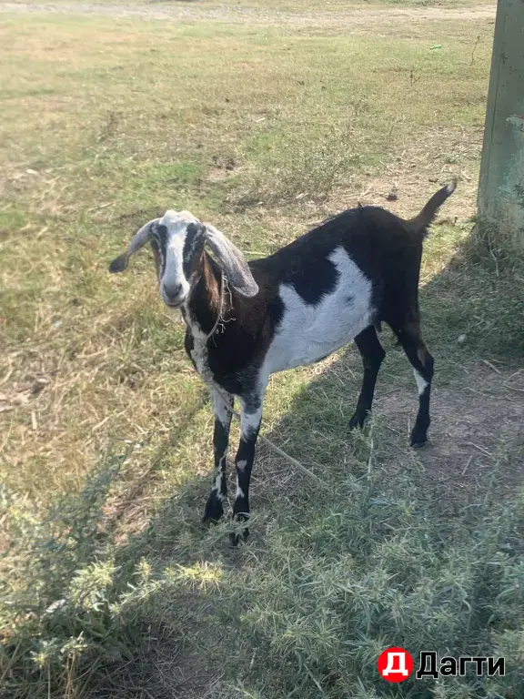 Нубийские козы