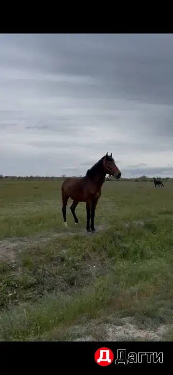 карачаевский жеребец
