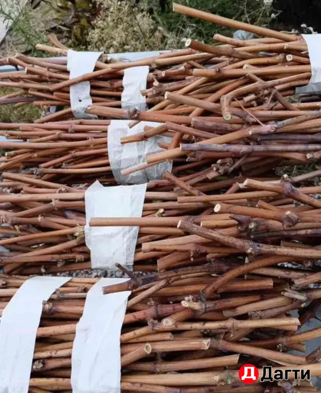 черенки винограда